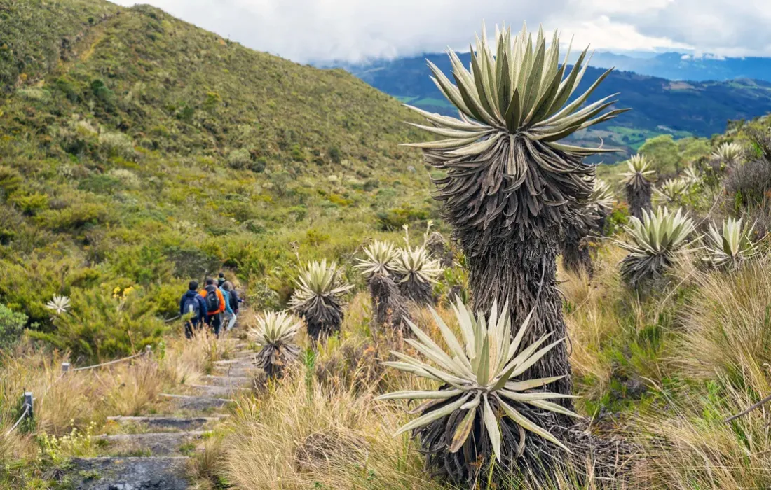 Colombia, ante el reto de restaurar el 30% de sus ecosistemas degradados Colombia, ante el reto de restaurar el 30% de sus ecosistemas degradados