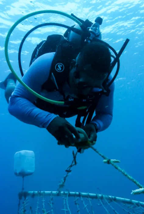 Coralízate, la jornada de cultivo de corales que busca restaurar arrecifes de Colombia